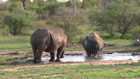 white rhinos cool off at a pond in a game reserve in south africa