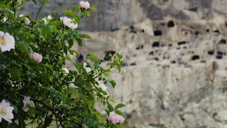 blooming pink rose bush blown by breeze, vardzia cave monastery beyond