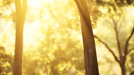 Sunbeams-pour-through-trees-in-misty-forest