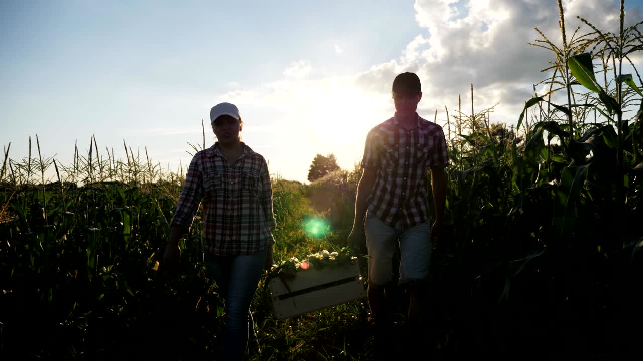 두 명의 농부 들 이 해가 지는 때 나무 상자 에 옥수수 를 들고 있다
