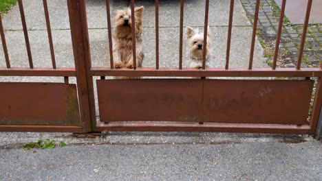 Niedliche-Yorkshire-Terrier,-Wachhunde,-Bellen-Passanten-An