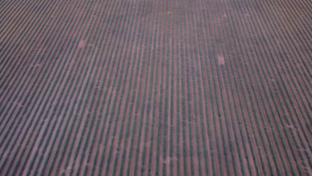 vista aérea del campo de lavanda púrpura en brihuega, guadalajara, españa
