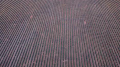 Aerial-view-of-purple-lavender-field-in-Brihuega,-Guadalajara,-Spain