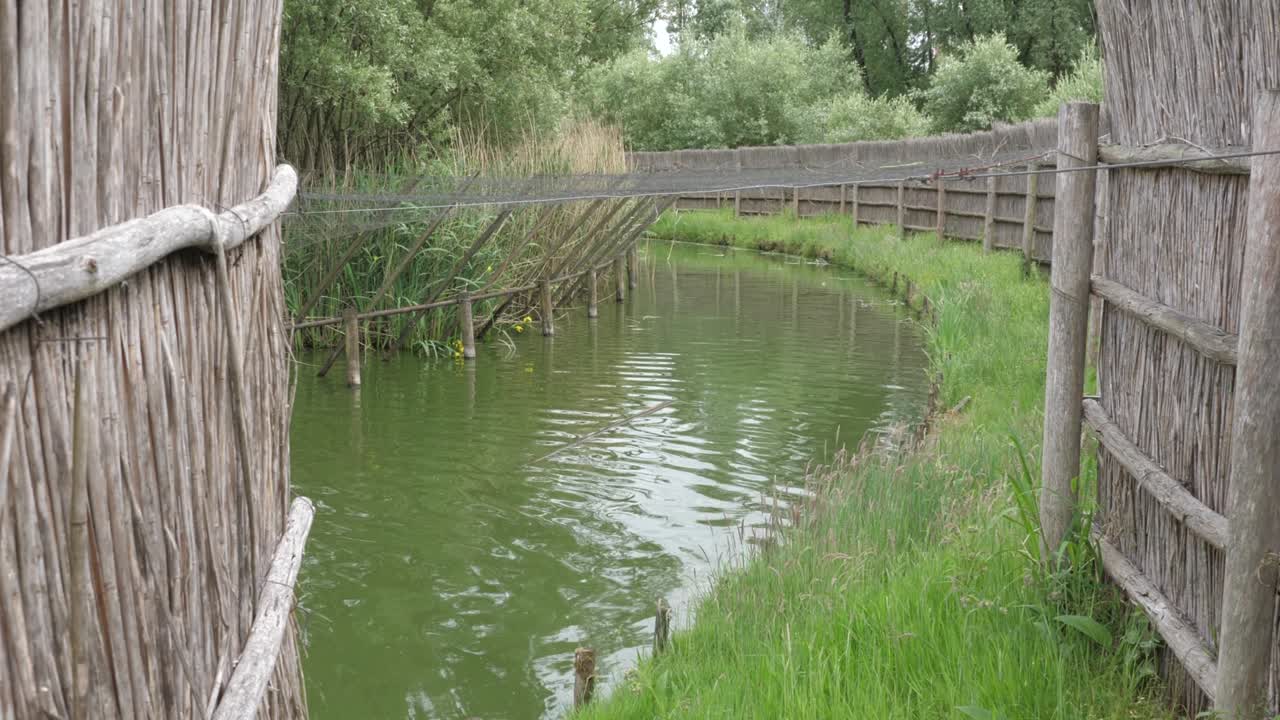 네덜란드 비스보스 국립공원 (biesbosch national park) 에서 오리 미끼