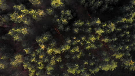 View-of-dense-pine-tree-forest-landscape-during-autumn-in-Germany,-overhead-aerial