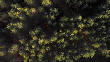 view of dense pine tree forest landscape during autumn in germany, overhead aerial