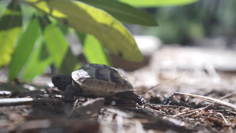 Tortuga-Omnívora-Slow-Reeves-Caminando-Sobre-Ramitas