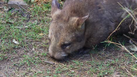 close-up of a wombat foraging in the grass