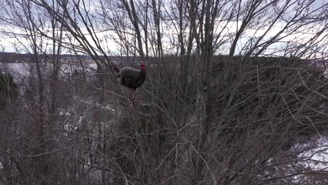 Pavo-Salvaje-Encaramado-En-Un-Primer-Plano-De-Invierno-De-árbol