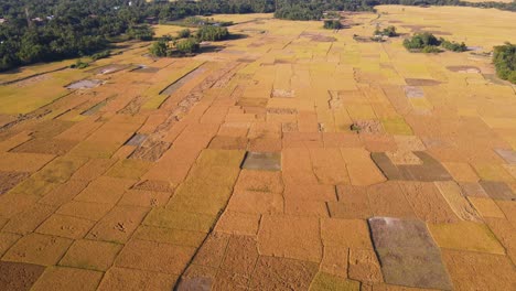 Panoramic-aerial-view-of-ripe-rice-paddy-fields,-Bangladesh