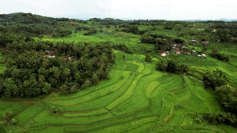 Grüne-Reisfelder-In-Lombok,-Indonesien