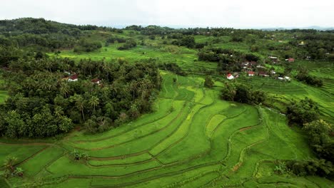 campos de arroz verde en lombok indonesia