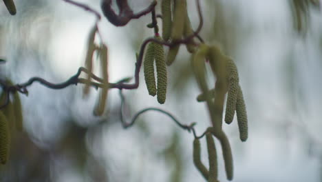 Handheld-close-up-shot-of-the-yellow-blossoms-moving-in-the-wind