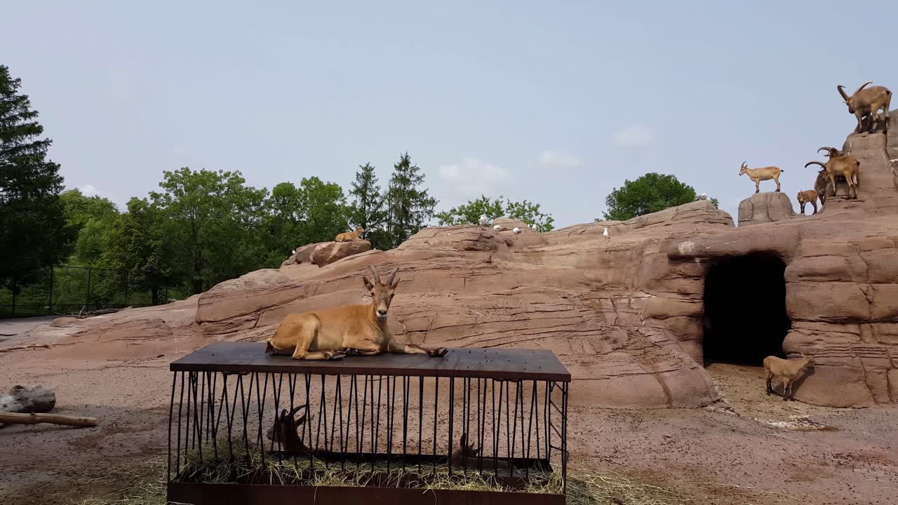 Chamois lying on cage in a ZOO