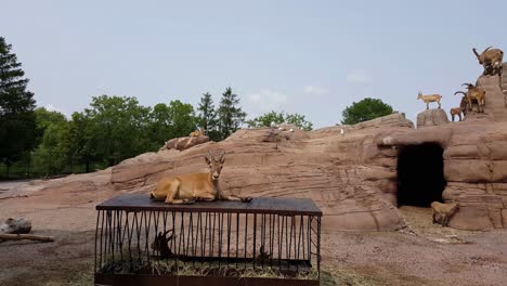 chamois lying on cage in a zoo