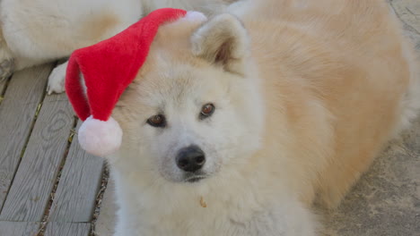 Perro-Akita-Inu,-Pidiendo-Regalos-De-Navidad,-Creando-Una-Escena-Encantadora-Y-Entretenida.