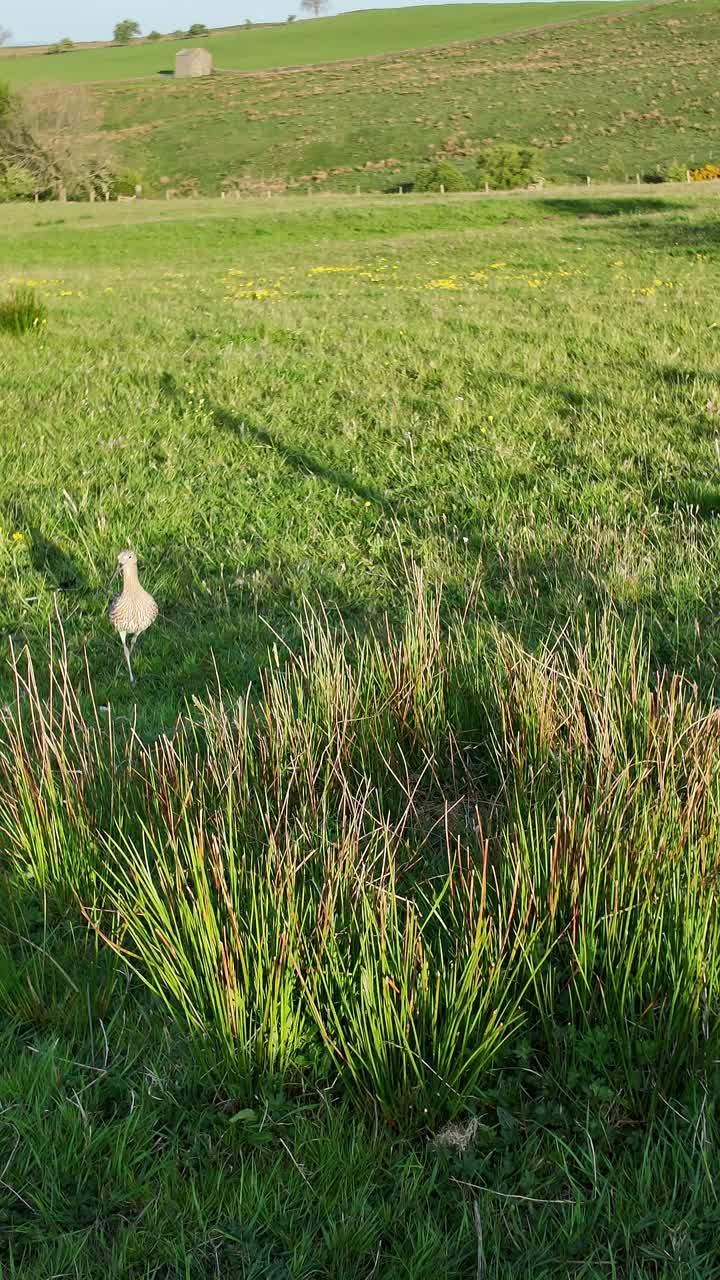 Eurasian Curlew approaching its nest in an upland hay meadow nesting habitat
