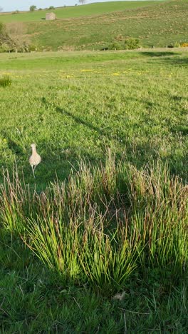 eurasian curlew approaching its nest in an upland hay meadow nesting habitat