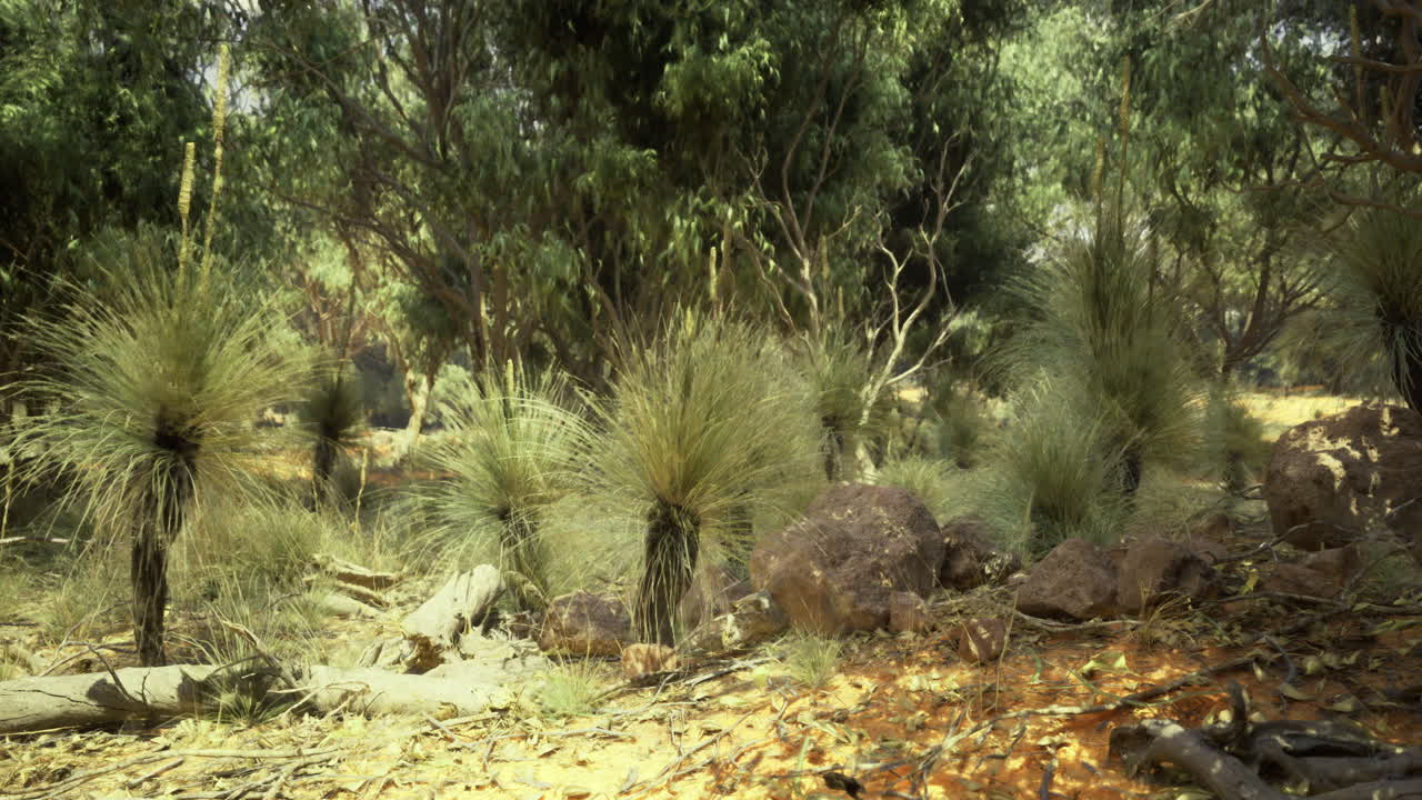 Unique vegetation thrives in a dense australian bush landscape