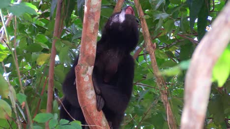 un mono aullador grita en las selvas del yucatán mexicano