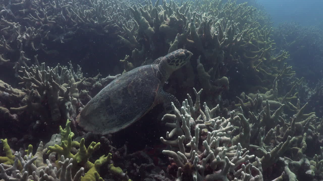 다시 이륙하기 전에 사슴뿔 산호 사이에서 쉬고 있는 매부리 바다거북