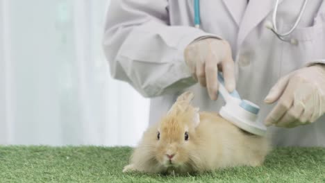 female veterinarian check the health of rabbit with stethoscope , pets in veterinary clinic for services , doctor examine rabbit during appointment in veterinary clinic