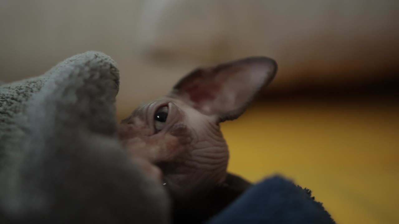 Gatto Sphynx assonnato sotto una coperta che sbadiglia e si stira, poi si lecca le zampe mentre è sdraiato