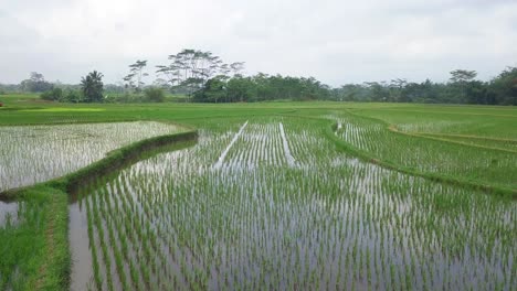 Low-angle-drone-shot-of-flooded-rice-field-with-young-paddy-plant-and-beautiful-pattern-in-the-morning