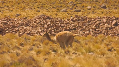 una foto divertida de una vicuña cagando en el desierto