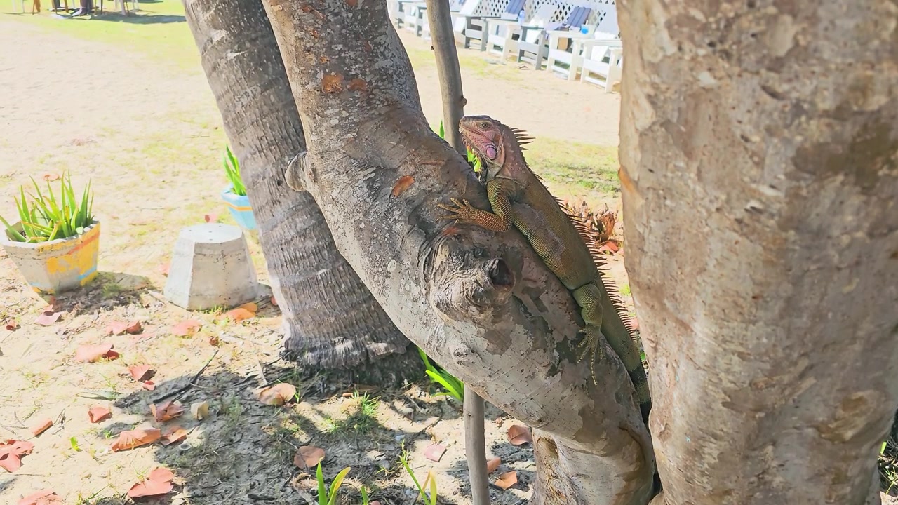 Vista ravvicinata di un'iguana verde appollaiata su un ramo basso di un albero, che mostra squame testurizzate, spine arancioni, artigli affilati, corteccia chiara, terreno sabbioso e ombra di giardino tropicale all'aperto