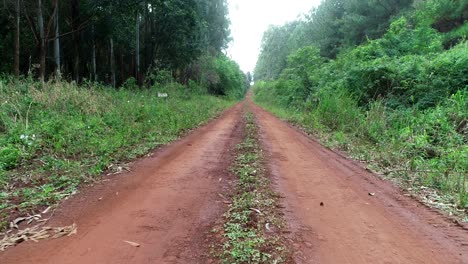 advancing along a dirt road surrounded by lush greenery