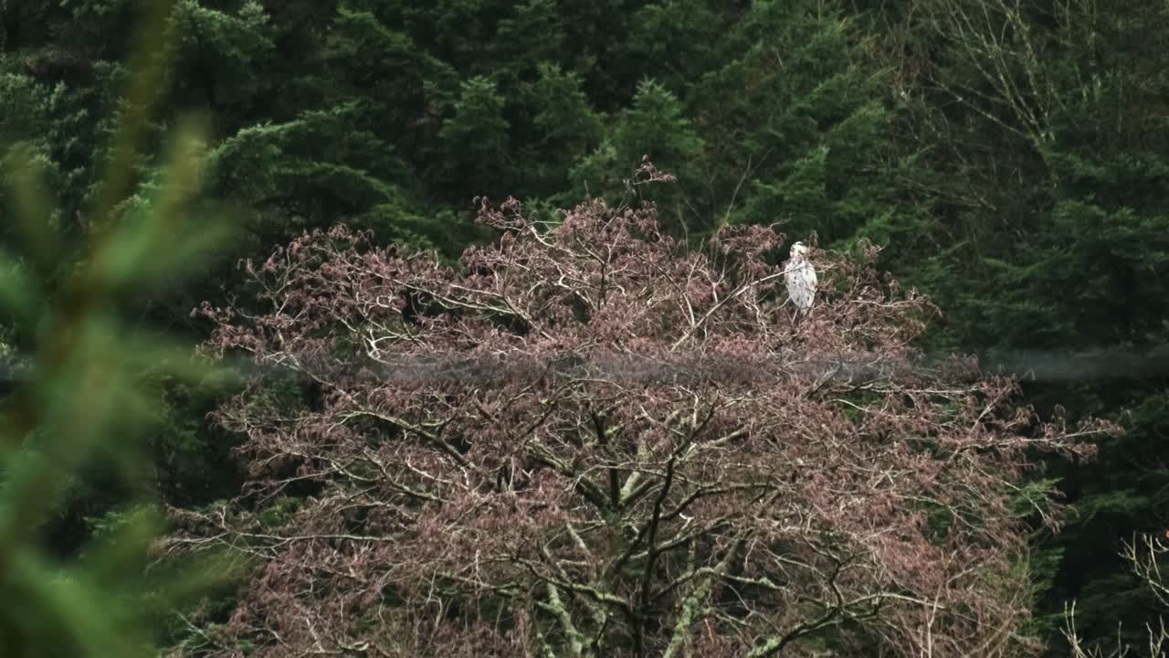 프랑스 북부 의 늦은 가을 에 나무 꼭대기 에 있는 헤론
