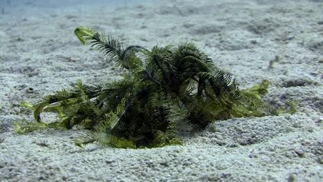 feather star walking in the daytime