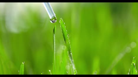 watering grass with pipette
