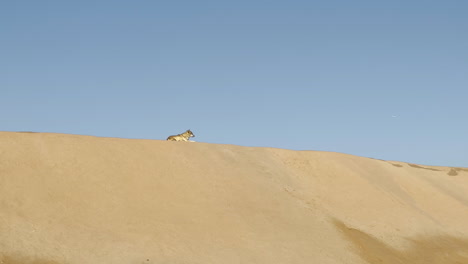 arabian wolf resting on a sand dune on a sunny day