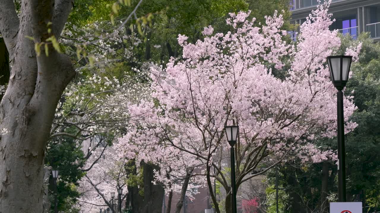 Slow motion cinematic slider over Sakura tree against greenery