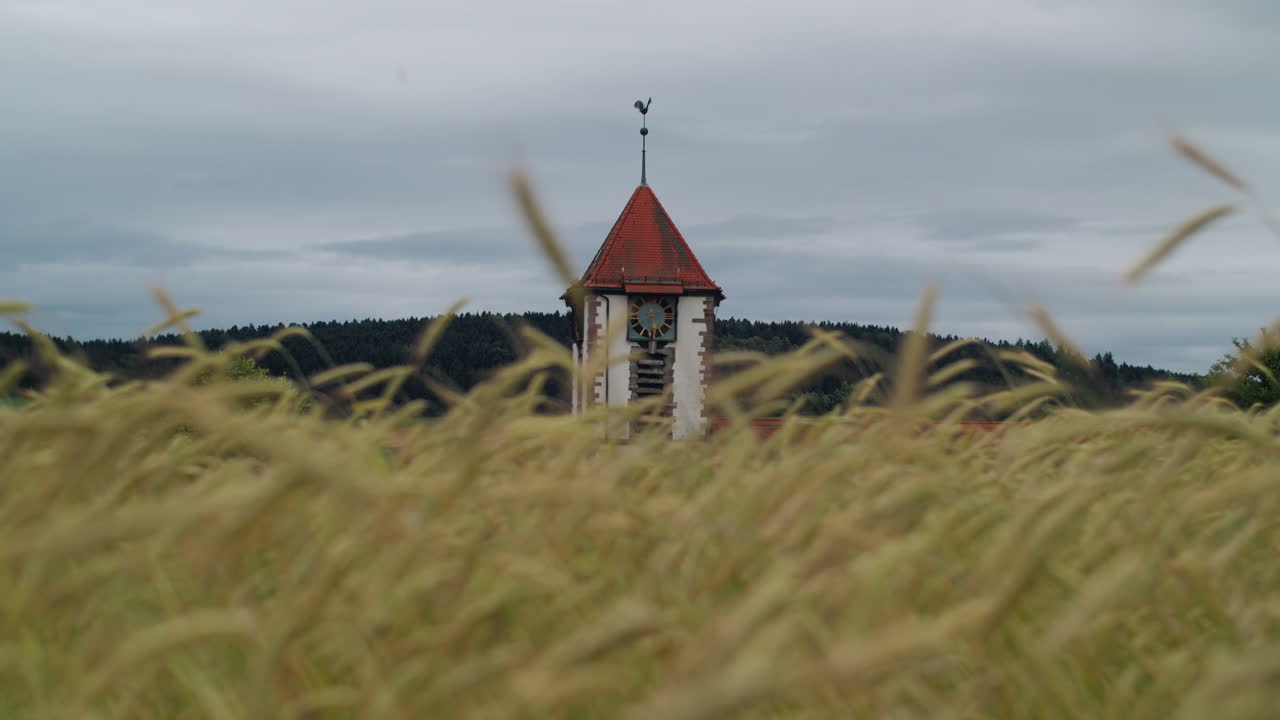церковная башня на пшеничном поле
