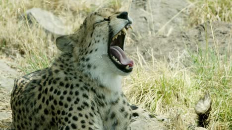 Auf-Gras-Ruhend,-Gähnt-Der-Gepard-Und-öffnet-Den-Mund-Weit