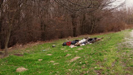 Neumáticos,-Bolsas-De-Plástico-Y-Otra-Basura-En-El-Bosque