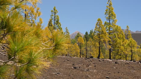 Blick-Auf-Den-Vulkan-Teide-Auf-Teneriffa-Mit-Kanarischen-Kiefern-Im-Vordergrund