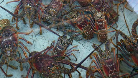 lobster still alive in a man-made aquarium getting ready to be dinner