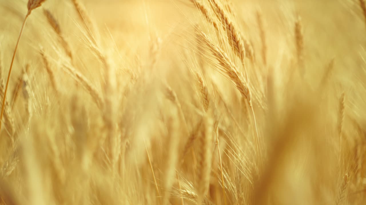 Et sandt filmisk skud af gyldent hvede, der svajer i sommerbrisen, badet i varmt sollys. Fanger naturens fredfyldte, rige skønhed