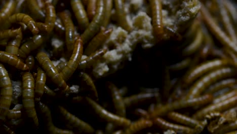 the mealworm is a species of darkling beetle used to feed pets like fish, snakes, birds, and frogs