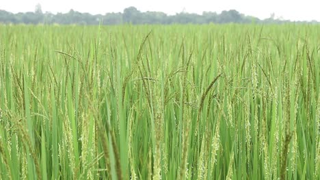 Arroz-Verde-Maduro-En-El-Campo-De-Jharkhand-Siendo-Soplado-Por-El-Viento