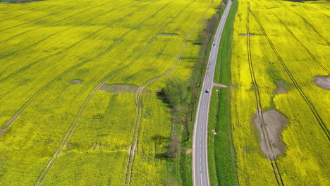 road curves along yellow green rapeseed fields in countryside