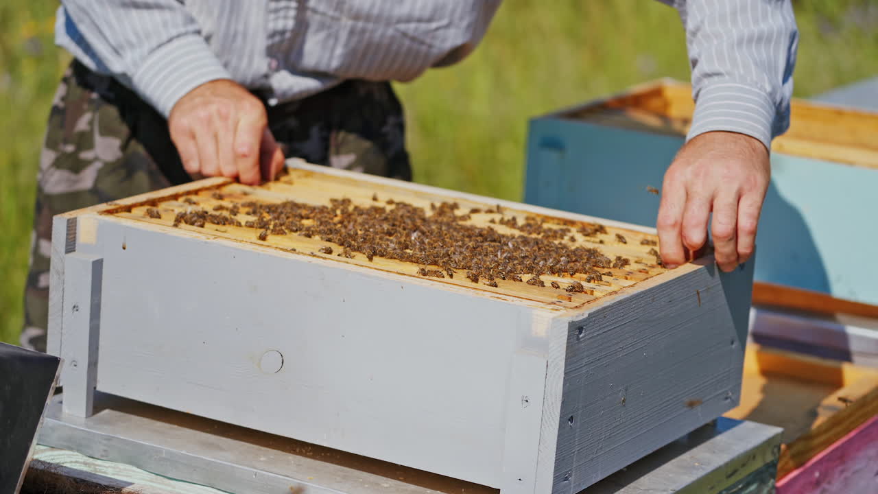 Beekeeper neatly holds the frame with bees. Man checks honey in the combs. Apiarist takes care of beehive on the apiary. Bees crawling on a honeycomb. Close-up.