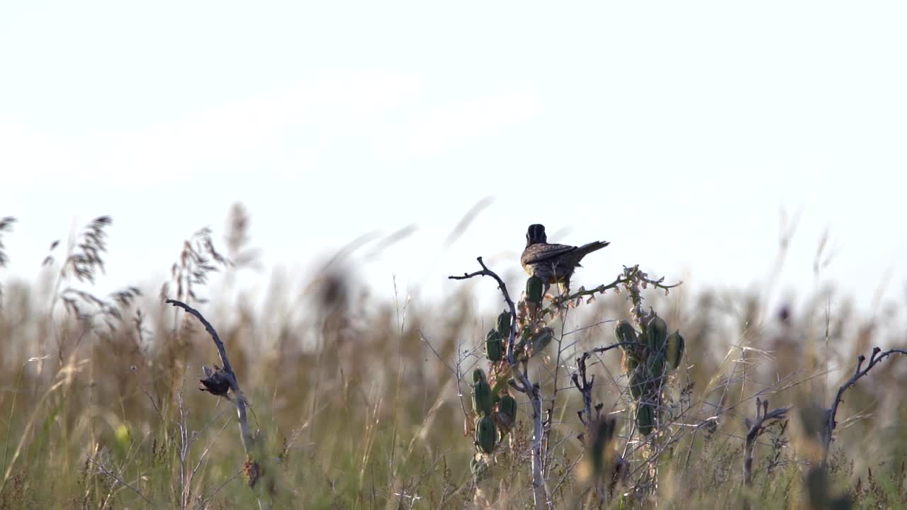 alondra oriental despegando en cámara lenta