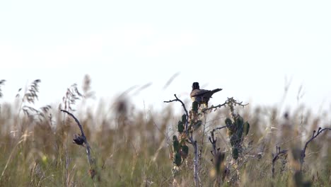 eastern meadowlark taking off in slow motion