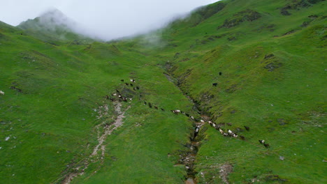 sheep returns home nepal, greenery landscape, trails, sky, clouds, fogs, mountains, heavenly nature, backward drone shot 4k