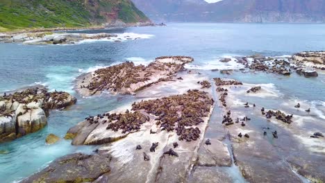 drone aerial over massive seal colony on a small island off the coast of south africa 1